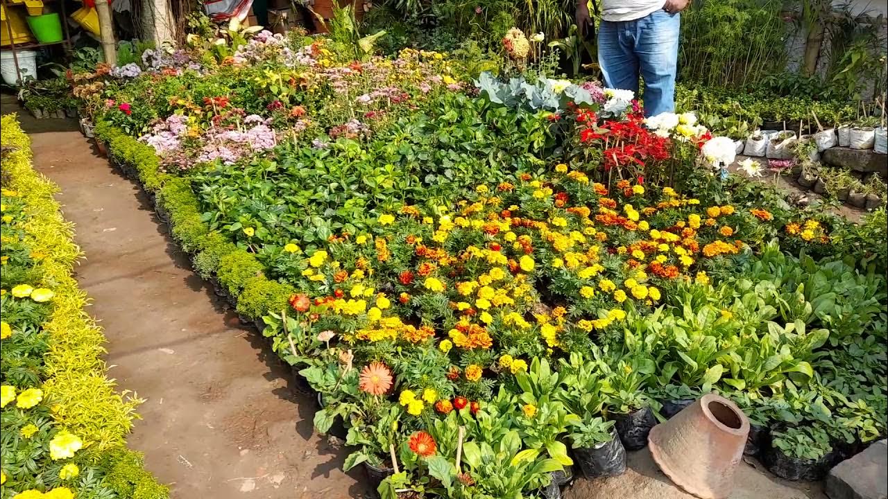 Asansol Nursery YouTube