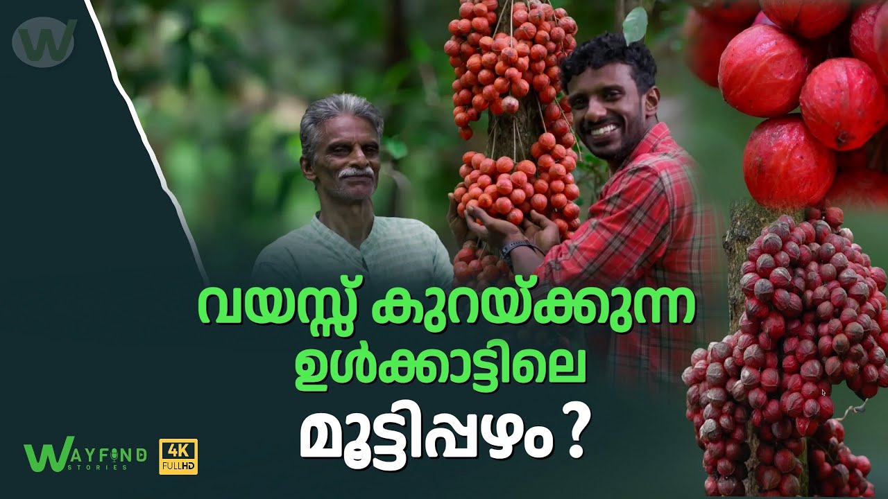 വയസ്സ് കുറക്കുന്ന അത്ഭുത പഴം ? |  Baccourea courtallensis | Muttippazham