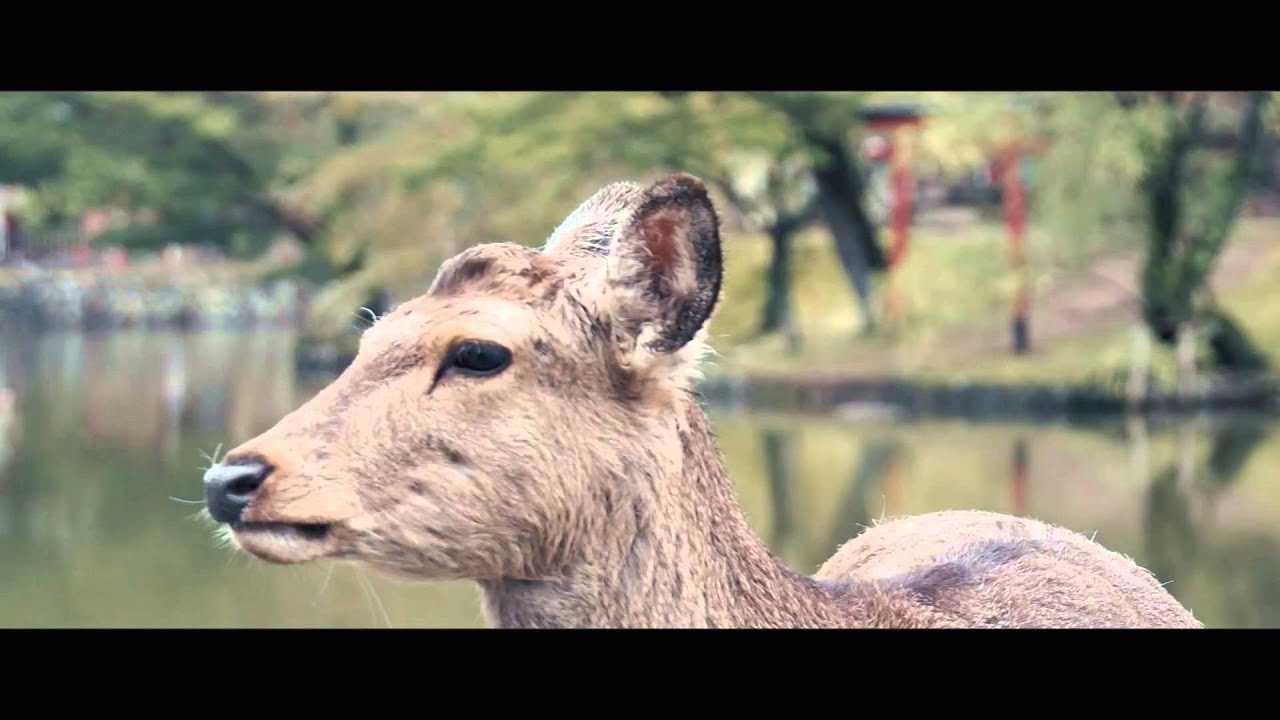 Japan in 15 words: Travel Film