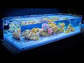 Shallow Reef Tank Update and Coral and Fish Unboxing (Month One)