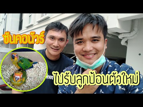 รับนกซันคอนัวร์ตัวใหม่มาเลี้ยง EP.90