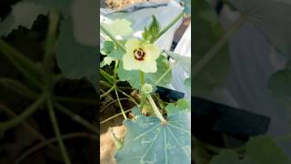 Grow Bahs Main Bhindi Lagne Bhi Lagg Gaii Garden
