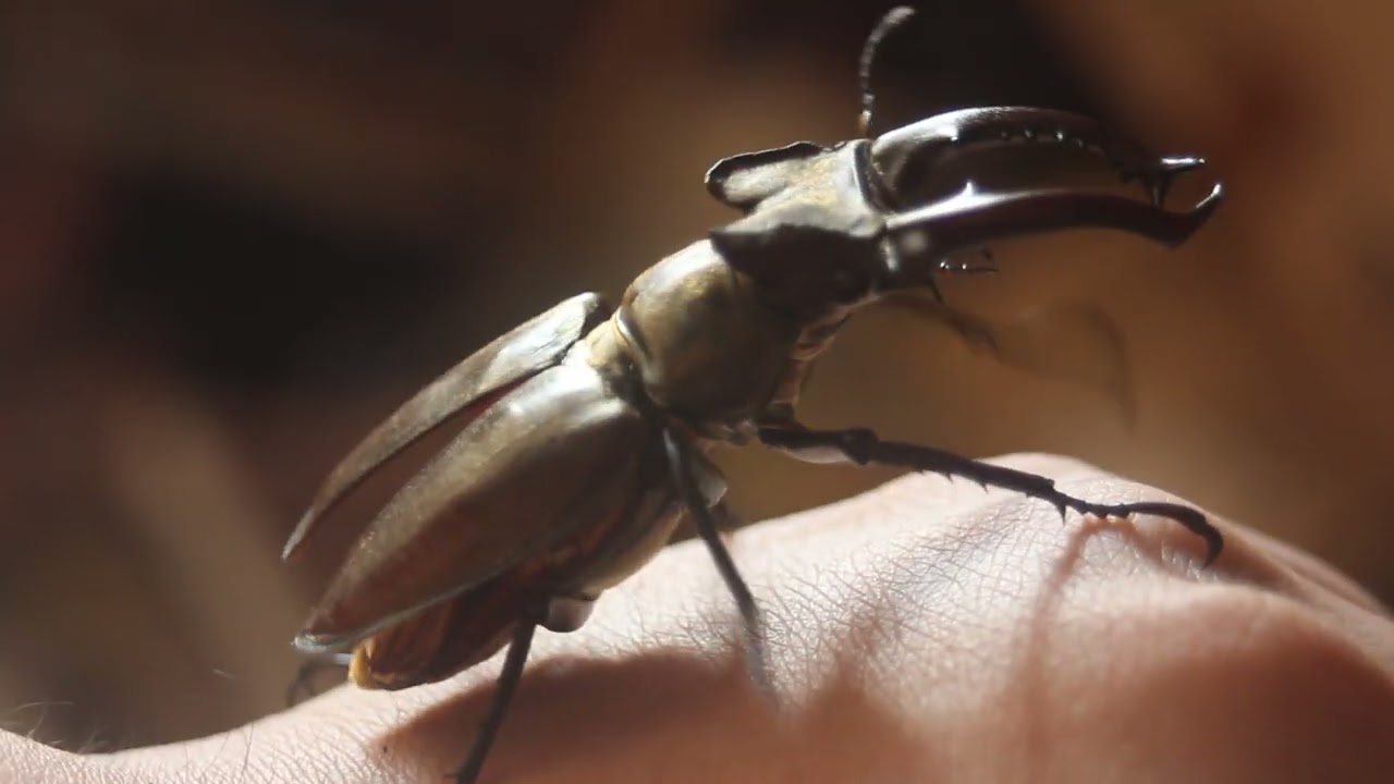 タカサゴミヤマクワガタの飛ぶ準備 - YouTube
