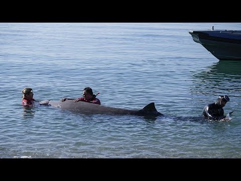 Ελλάδα: Νεκρή η φάλαινα στην Σαλαμίνα