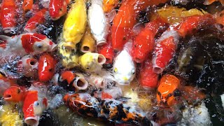 It's wonderful to see the most beautiful colorful koi fish @linhhuynh2589