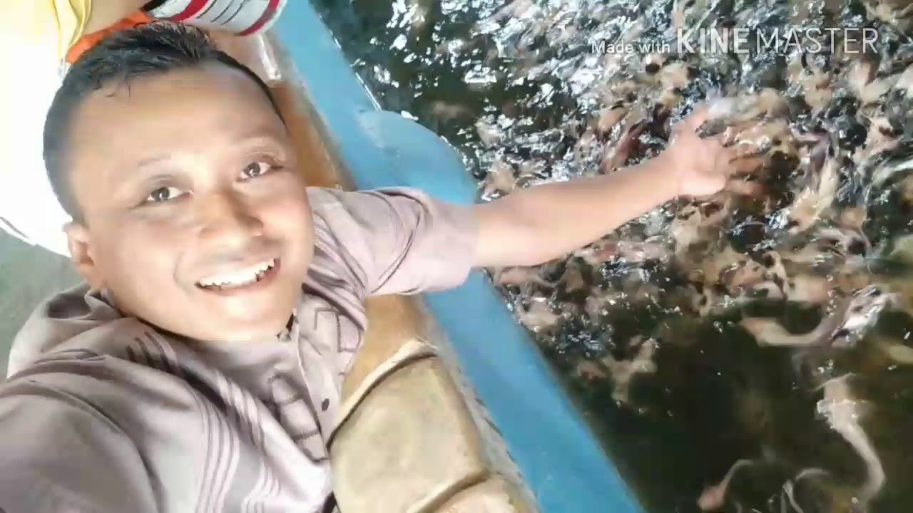CARA BERTERNAK IKAN LELE LOKAL DI KOLAM 