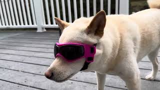 Tonks is trying on some doggles