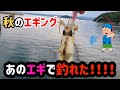 秋のエギング！あのエギで釣れました！！腕よりもエギのお陰で釣れました(笑)