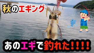 秋のエギング！あのエギで釣れました！！腕よりもエギのお陰で釣れました(笑)