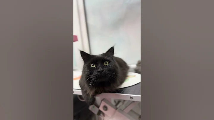 Video 11396731: gorgeous maine coon, black maine coon, grooming