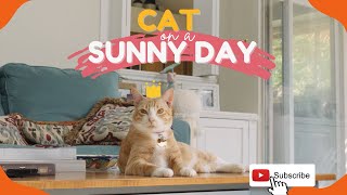 An August Relaxing Sunny Day with the CAT by Mr Frodo 2,108 views 1 year ago 2 minutes, 6 seconds