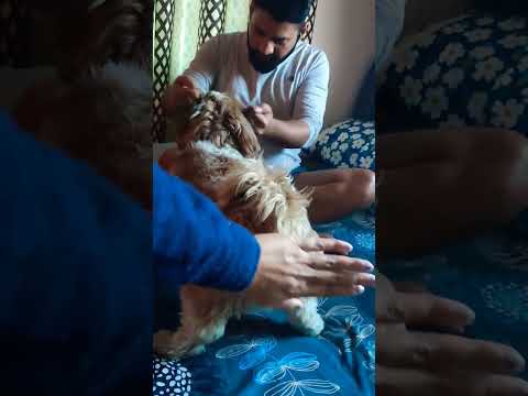 Maggie be like: don't take panga with me ##puppy #feed #doglover