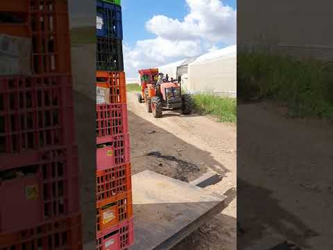 רני הכי ישראלי שיש 