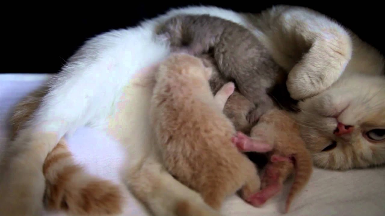 hamile ve emzirme donemindeki kedilerde hangi mama kullanilmalidir youtube