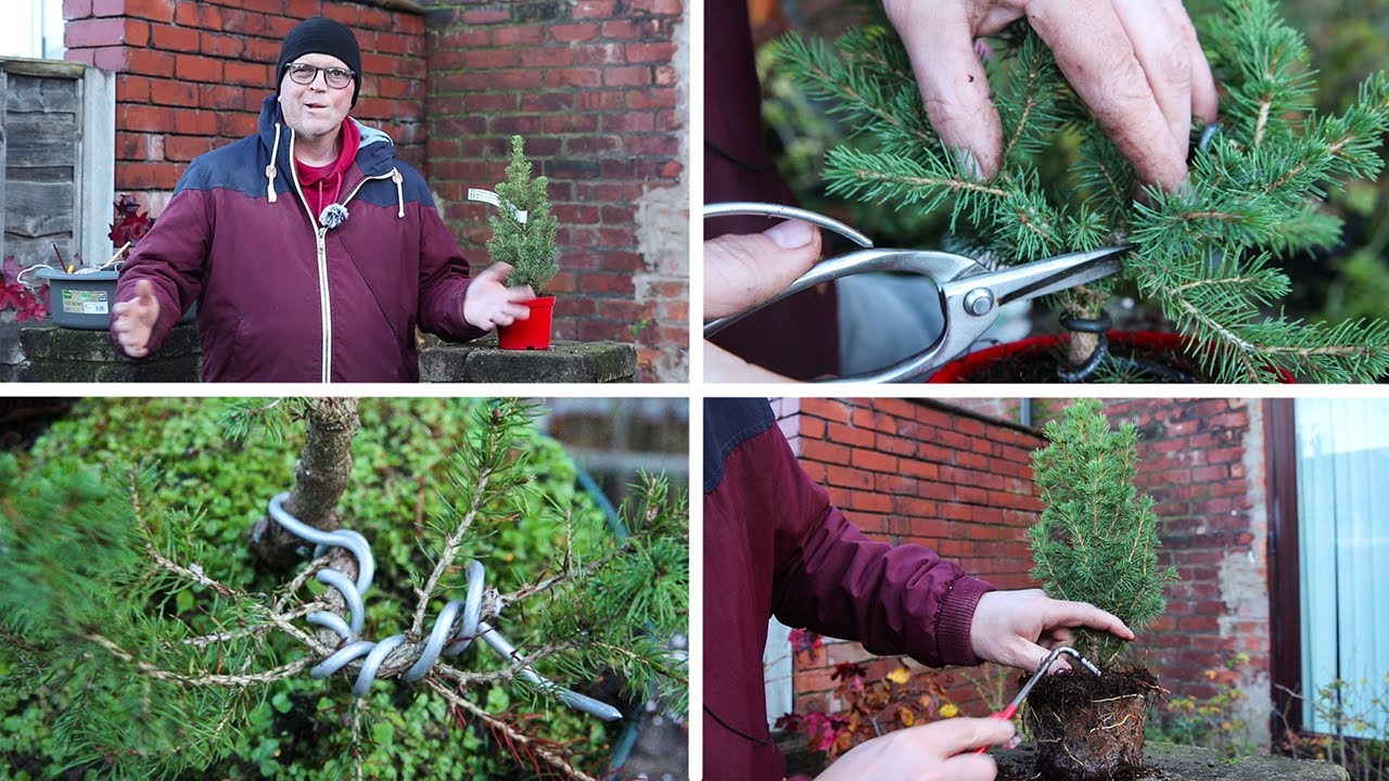 Developing a cheap spruce (picea glauca) from nursery stock