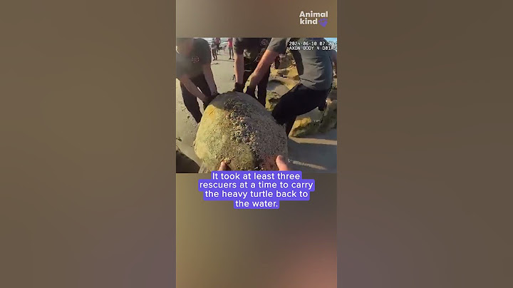 Watch these responders attempt to rescue a large sea turtle