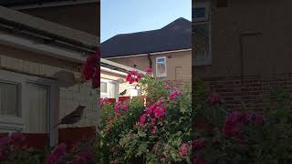 Blackbird Evensong #birdsong #summer #urbanwildlife