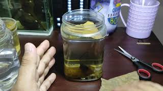 How to use talisay leaf for betta fishes?