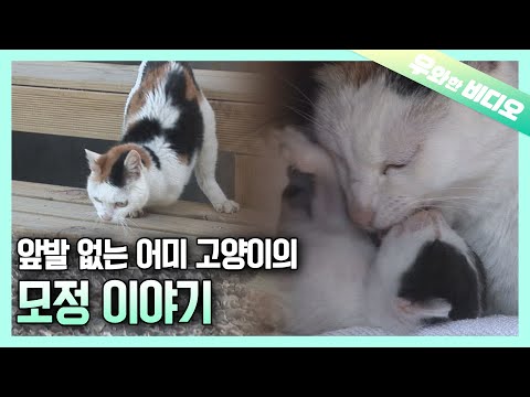 두발 잃은 어미 고양이의 모정┃Maternal <strong>Love</strong> of a Cat That Lost Her Two <strong>Front</strong> Legs