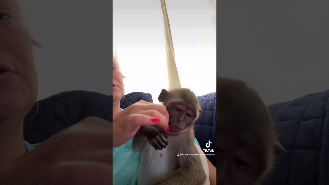 Sammy wanted to be groomed! (Short) 