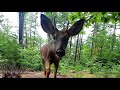 Winghome Trail Cam Videos- A Years Worth