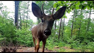 Winghome Trail Cam Videos- A Years Worth