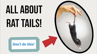 All About Pet Rat Tails! (What