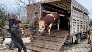 OUR QURBANS ARRIVED #2 / QURBAN ANIMAL UNLOADING 2024