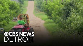 Michigan fruit farm gets $175K grant for expansion