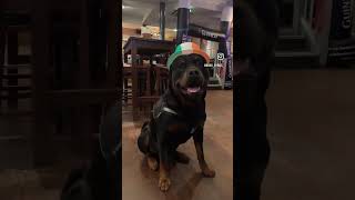 Cyrus wishing you a Happy St Patrick’s day stpatricksday rottweiler ireland guinness