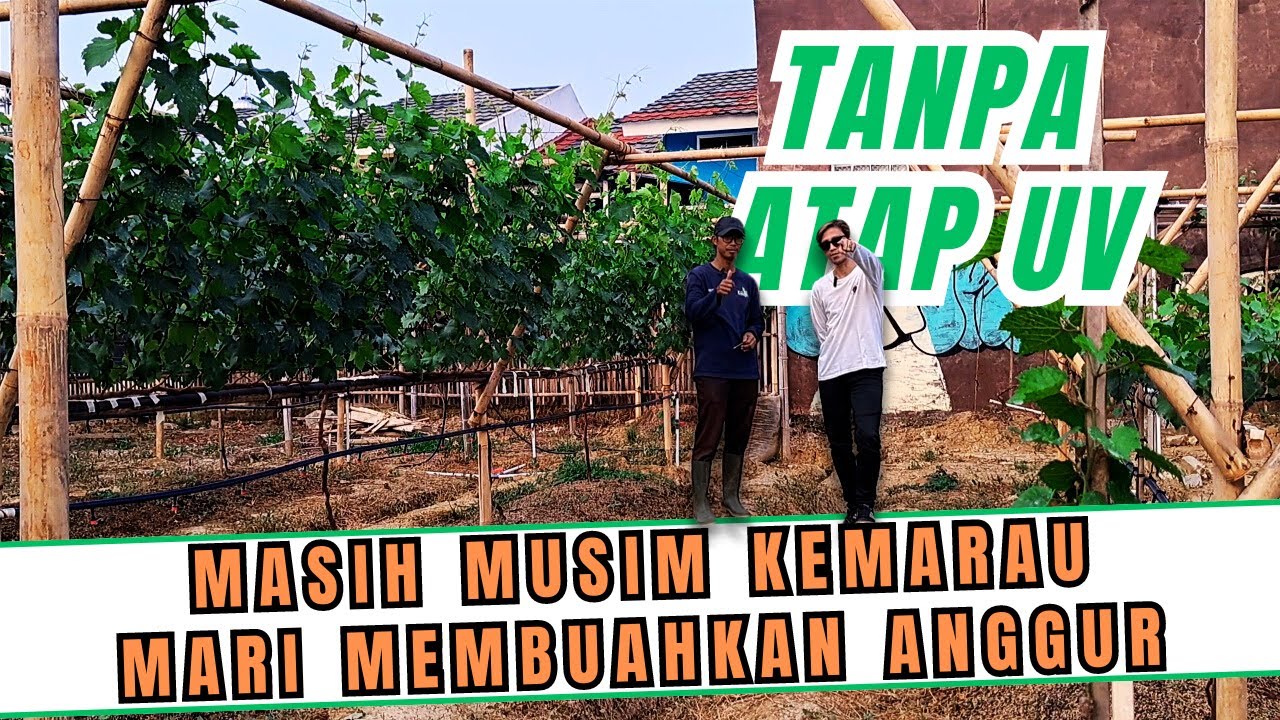 YUK BISA YUK! MEMBUAHKAN ANGGUR TANPA ATAP UV MUMPUNG MASIH MUSIM KEMARAU NIH!