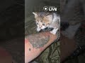 🐈Кішка Міна на стражі вільного часу військових