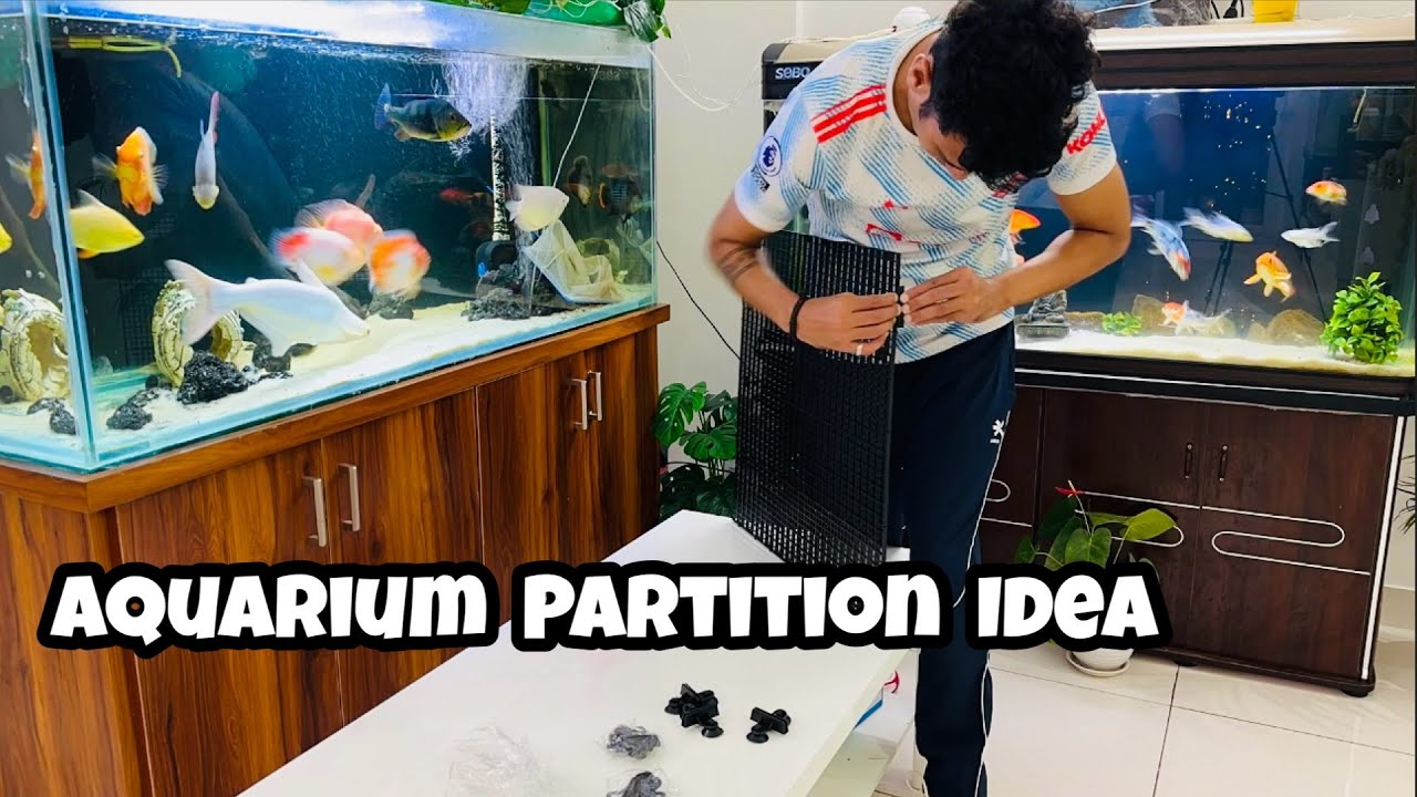 Aquarium Partition | How to separate fish in Aquarium | Aquarium ...