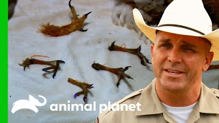 A Wildlife Crime Turns Into A Narcotics Operation | Lone Star Law A Wildlife Crime Turns Into A Narcotics Operation | Lone Star Law