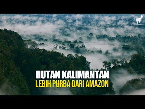 Hutan Kalimantan: Surga Terakhir Asia yang Lebih Tua dari Hutan Amazon
