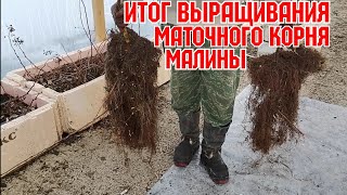 видео: Итог выращивания маточного корня малины! картинка: Итог выращивания маточного корня малины!