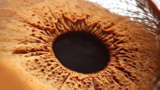 İnsan Gözünün Göremediği 8 Şey