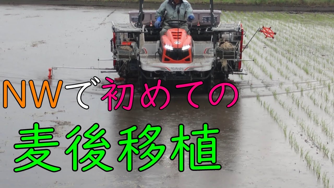 2025】令和七年度、麦後の田植え。＜NW80S＞〈二毛作〉 - YouTube