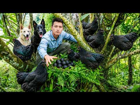 Catching Black Chicken & Eggs Goes to Market to Sell & Countryside Kitchen | Young CEO with Tom & Lu