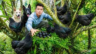 Catching Black Chicken & Eggs Goes to Market to Sell & Countryside Kitchen | Young CEO with Tom & Lu