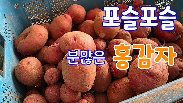 분많은 속노란 홍심이감자 선별 작업 실시간 생방송