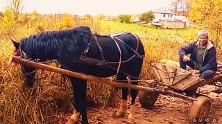 «Золотая осень в "горах" 🍁 | Жизнь в деревне и полёт над золотистым лесом»