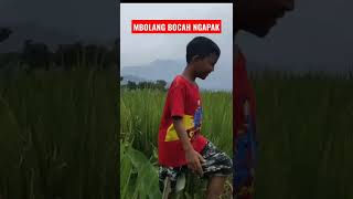 BOCAH NGAPAK YA...#shorts