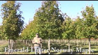 Emerald Lustre® Norway Maple