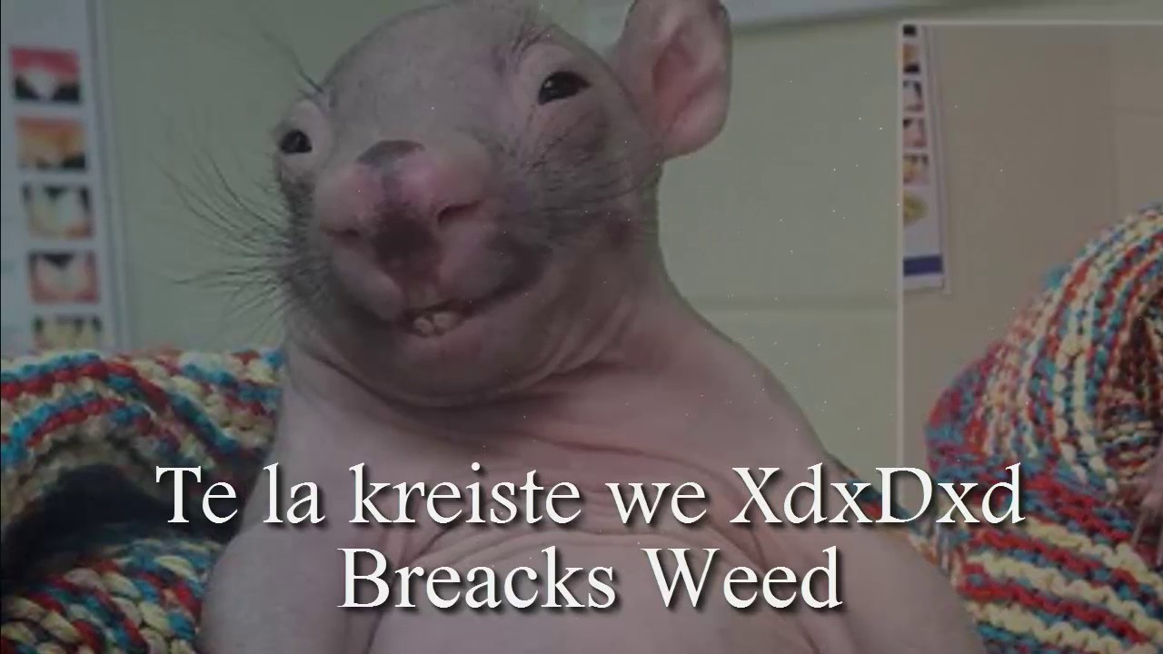 Te La Kreiste We Xd BREACKS WEED YouTube