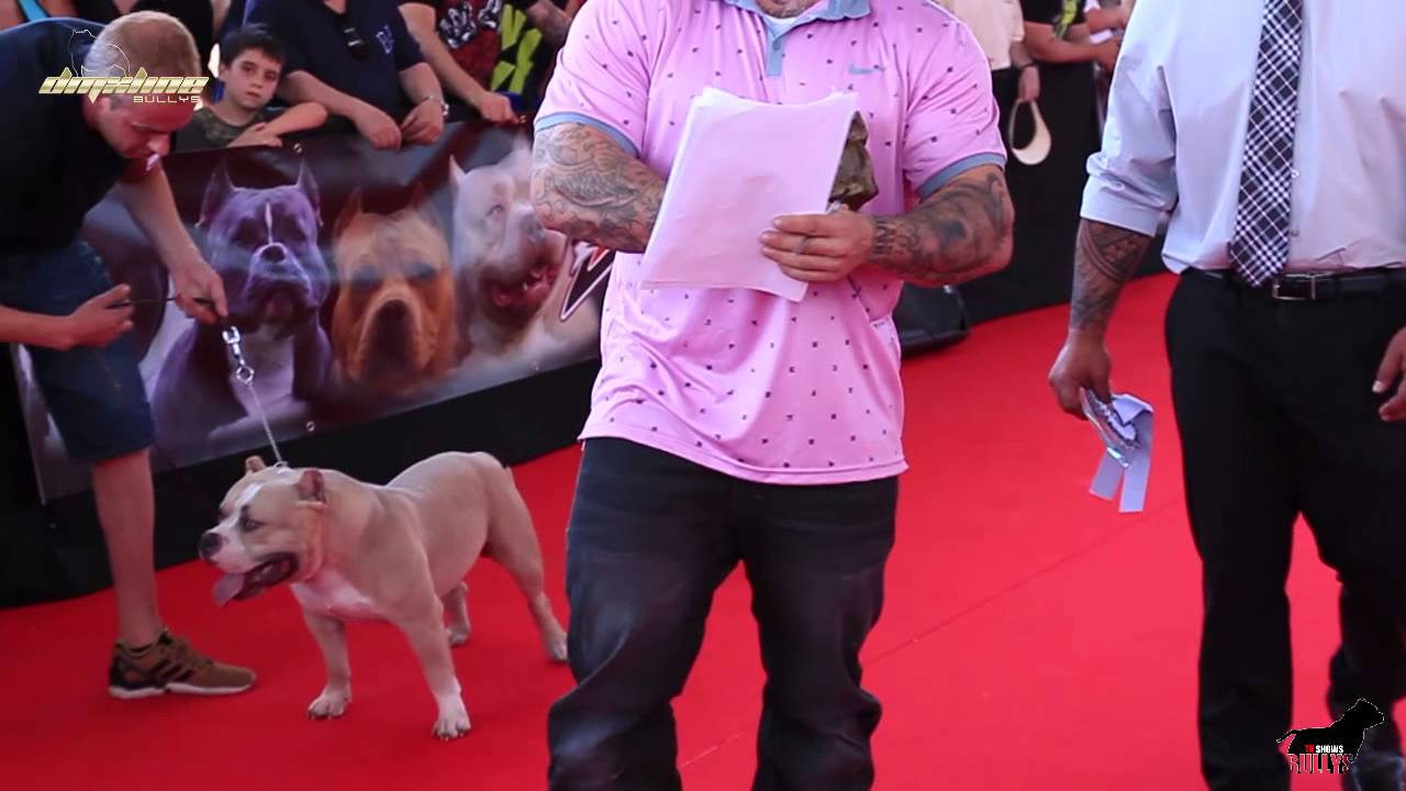 DMX in ABKC SPANISH BULLYS ALL STAR IV - BEST STANDARD