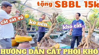 GL bo SBBL Út Đực - Phương Bình hướng dẫn cắt phôi LÊN TIỀN tứ quý thế khó giá rẻ ở vườn mai Lộc Tài