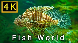 Real 4k Ultra HD Fish World 2160p 60fps with soothing background music #4k #8k #fish4k screenshot 3