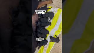 Rottweiler giving birth 🥰✨ #puppies #dogs #doglovers #petslife #rottweiler #shortsvideo #newborn
