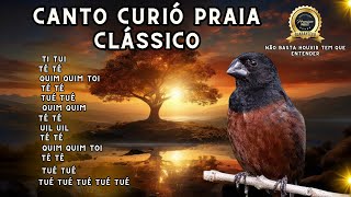 Canto curió praia clássico para encarte de filhotes! screenshot 4